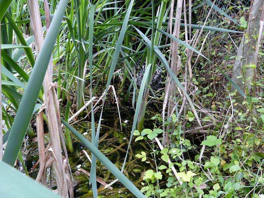 Triturus alpestris apuanus sulla Collina Torinese